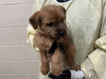 THUMBTACK -  Wheaten Terrier and Labrador Retriever Dog for Adoption in Colorado Springs, Colorado - THUMBTACK | PetCurious