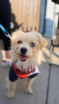 Nicolas -  Yorkshire Terrier and Mixed Breed Dog for Adoption in San Antonio, Texas - Nicolas | PetCurious