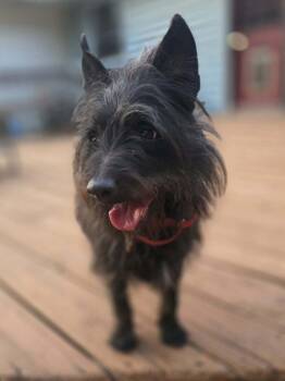 Smokey -  Scottish Terrier Dog for Adoption in Taghkanic, New York - Smokey | PetCurious