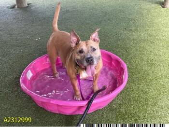 Mixed Breed Dogs Available for Adoption - LOVELY | PetCurious