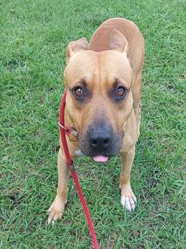 American Staffordshire Terrier Dogs Available for Adoption in Fort Lauderdale, Florida - MARLEY | PetCurious