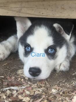 Husky Dogs Available for Adoption in Fredericksburg, Virginia - Ciara | PetCurious