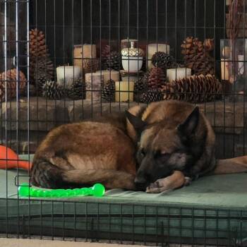 German Shepherd Dog Dogs Available for Adoption - Finn | PetCurious