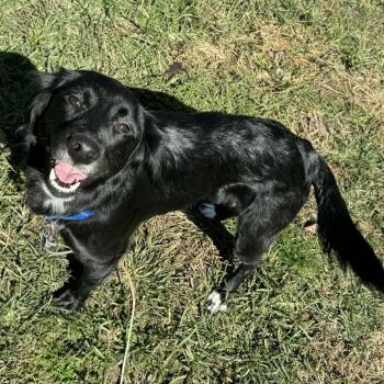 Black Labrador Retriever and Smooth Collie Dogs Available for Adoption - Sadie | PetCurious