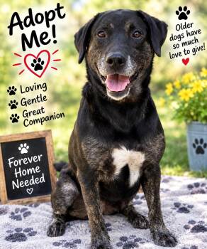 Duke -  Black Labrador Retriever Dog for Adoption in Thomson, Georgia - Duke | PetCurious