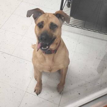 Circe -  Mixed Breed Dog for Adoption in Davenport, Iowa - Circe | PetCurious