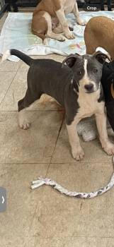 Catahoula Leopard Dog Dogs Available for Adoption in Powell, Tennessee - Cooper | PetCurious