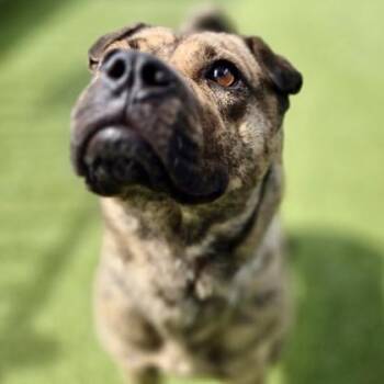 Shar Pei and Mixed Breed Dogs Available for Adoption in Merriam, Kansas - Maggie | PetCurious