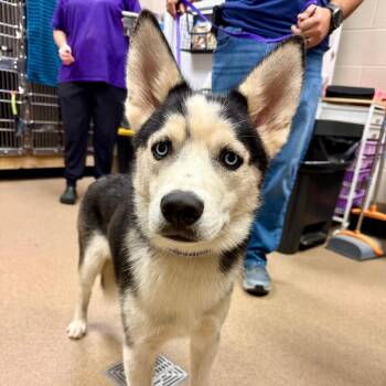 Husky Dogs Available for Adoption in Hinesville, Georgia - Sven | PetCurious