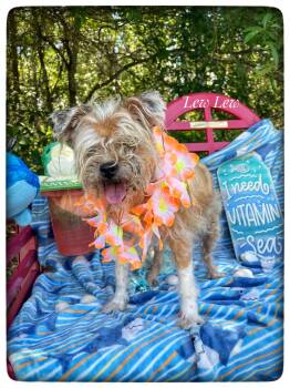 Miniature Schnauzer Dogs Available for Adoption in Sebring, Florida - Lew Lew | PetCurious