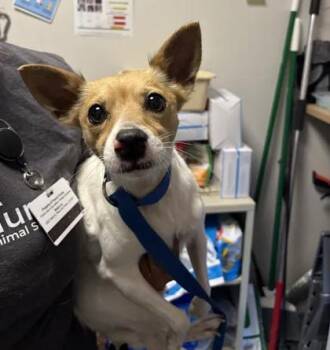 Arco -  Chihuahua and Mixed Breed Dog for Adoption in Fresno, California - Arco | PetCurious