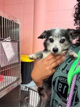 Shadow -  Chihuahua Dog for Adoption in Aurora, Colorado - Shadow | PetCurious