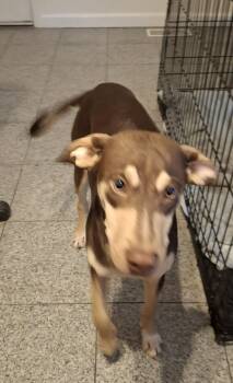 Labrador Retriever Dogs Available for Adoption - Derby | PetCurious