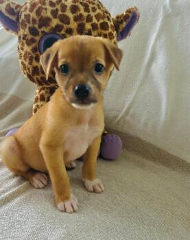 Sarki -  Labrador Retriever Dog for Adoption in Fort Belvoir, Virginia - Sarki | PetCurious