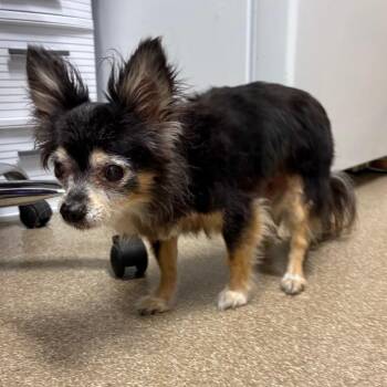 Doppy Duck -  Chihuahua and Mixed Breed Dog for Adoption in League City, Texas - Doppy Duck | PetCurious