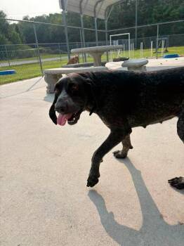 Miranda -  English Coonhound Dog for Adoption in Burgaw, North Carolina - Miranda | PetCurious