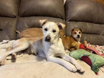 Feist Dogs Available for Adoption - Velma | PetCurious