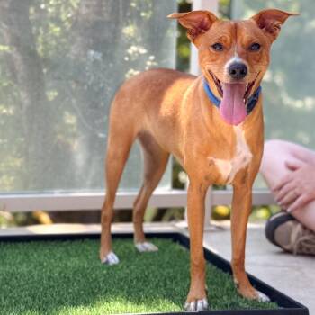 Smudge -  Chihuahua Dog for Adoption in Portland, Oregon - Smudge | PetCurious