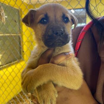 Mixed Breed Dogs Available for Adoption in Valley, Alabama - Twix | PetCurious