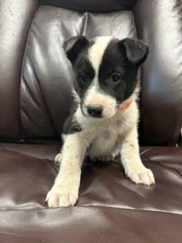 Homelander -  Border Collie and Shepherd Dog for Adoption in Carson City, Nevada - Homelander | PetCurious