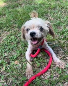 Edgar -  Maltese and Mixed Breed Dog for Adoption in Madison, Georgia - Edgar | PetCurious