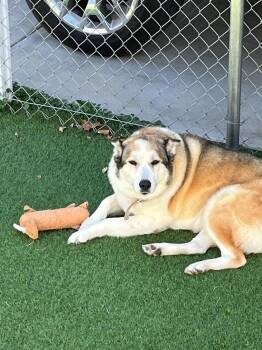 Rescue Husky and Shepherd Dogs for Adoption in Anza, California - Baby Girl - URGENT | PetCurious
