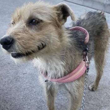 Wire Fox Terrier Dogs Available for Adoption - Cindy | PetCurious