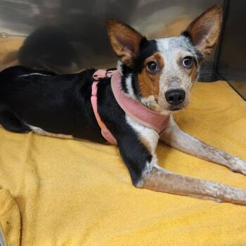 Rescue Australian Shepherd and Australian Cattle Dog Blue Heeler Dogs for Adoption in Fort Bragg, California - Peaches | PetCurious