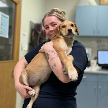Rescue Mixed Breed Dogs for Adoption in Charleston, West Virginia - Cutie | PetCurious
