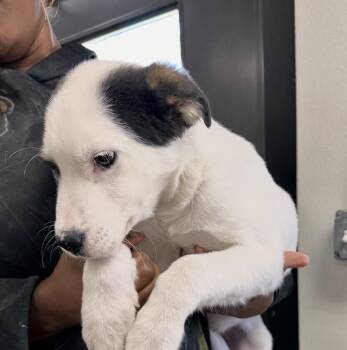 Labrador Retriever and Hound Dogs Available for Adoption - Pup Marshmallow | PetCurious