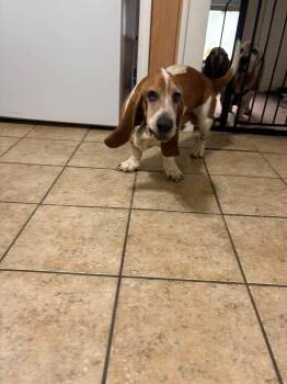 Finnagen -  Basset Hound Dog for Adoption in Tulsa, Oklahoma - Finnagen | PetCurious