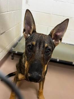 Whiskey -  German Shepherd Dog Dog for Adoption in Nacogdoches, Texas - Whiskey | PetCurious