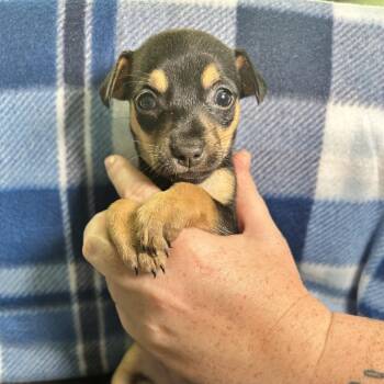Quail -  Chihuahua Dog for Adoption in Yucaipa, California - Quail | PetCurious