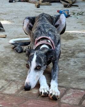 Arkle -  Galgo Spanish Greyhound Dog for Adoption in Winter Park, Florida - Arkle | PetCurious