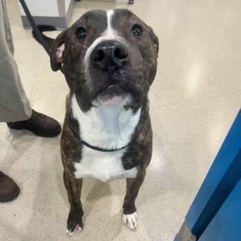 Pit Bull Terrier Dogs Available for Adoption in Manassas, Virginia - Rufus (ID 47659/1255) | PetCurious