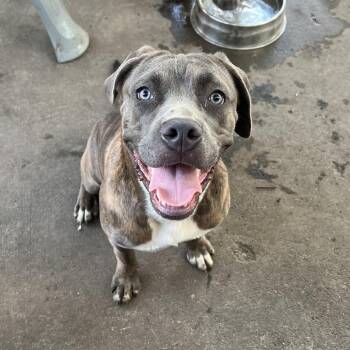 Cane Corso Dogs Available for Adoption in South Elgin, Illinois - Feona - Home To Home | PetCurious
