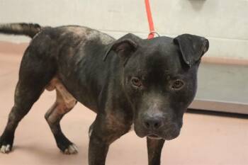 SAM -  Mixed Breed Dog for Adoption in Columbia, South Carolina - SAM | PetCurious