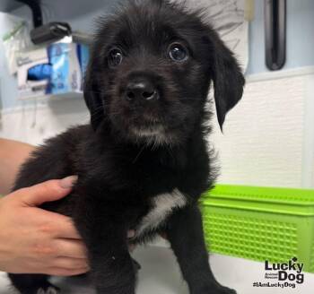 Keely -  Labrador Retriever Dog for Adoption in Washington, District Of Columbia - Keely | PetCurious