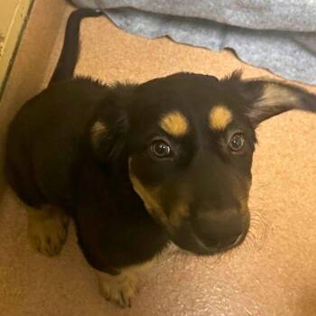 Lisbon -  Mountain Cur and German Shepherd Dog Dog for Adoption in Walnut Creek, California - Lisbon | PetCurious