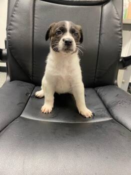 German Shepherd Dog and Mixed Breed Dogs Available for Adoption in Kemp, Texas - Farrah | PetCurious