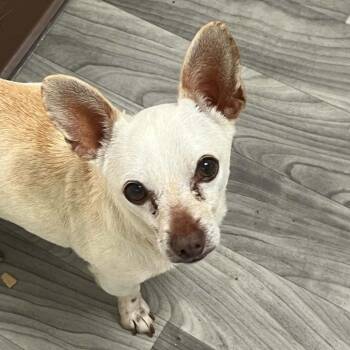 PAPI -  Chihuahua Dog for Adoption in Graham, Washington - PAPI | PetCurious