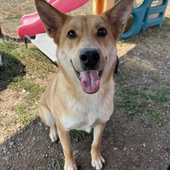 Tomo -  Mixed Breed Dog for Adoption in Spokane, Washington - Tomo | PetCurious