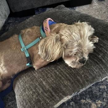 Shih Tzu Dogs Available for Adoption in Tampa, Florida - Rudy | PetCurious