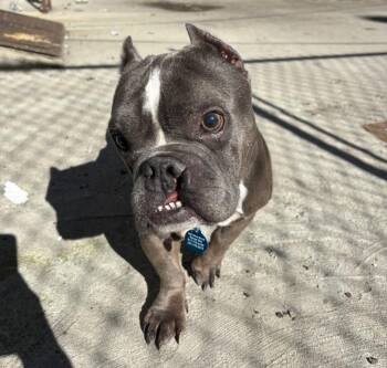 Nefertiti -  French Bulldog and American Bully Dog for Adoption - Nefertiti | PetCurious