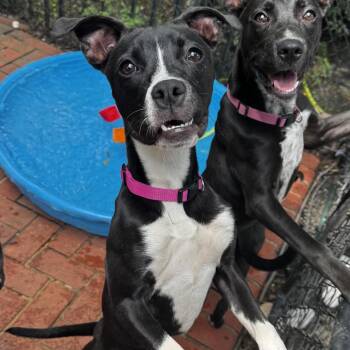 Mixed Breed Dogs Available for Adoption - Aubrey | PetCurious