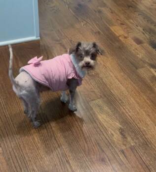 Brownie -  Poodle Dog for Adoption in Holly Springs, North Carolina - Brownie | PetCurious