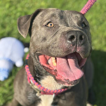 Rescue Mixed Breed Dogs for Adoption in Davenport, Iowa - Kristoff | PetCurious