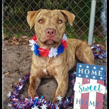 Tala -  American Staffordshire Terrier Dog for Adoption in Sebring, Florida - Tala | PetCurious