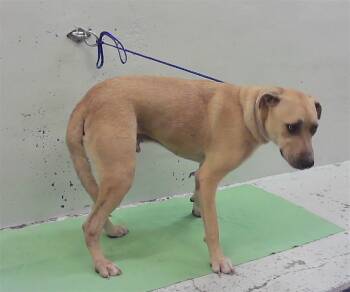 A2083781 -  Labrador Retriever and Mixed Breed Dog for Adoption in Houston, Texas - A2083781 | PetCurious