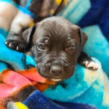 Junior Mint -  Labrador Retriever and Mixed Breed Dog for Adoption in North Charleston, South Carolina - Junior Mint | PetCurious